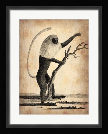 Framed Vintage Monkey Print
