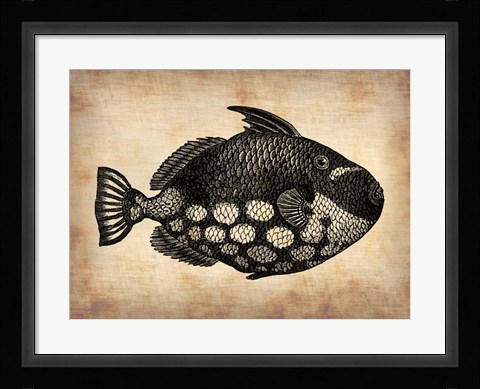 Framed Vintage Fish Print