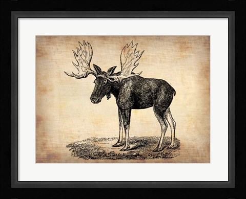 Framed Vintage Moose Print