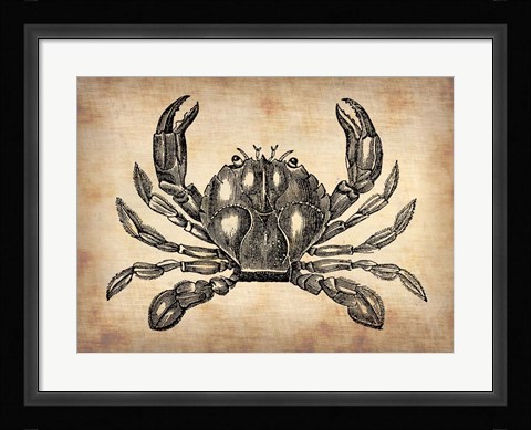 Framed Vintage Crab Print