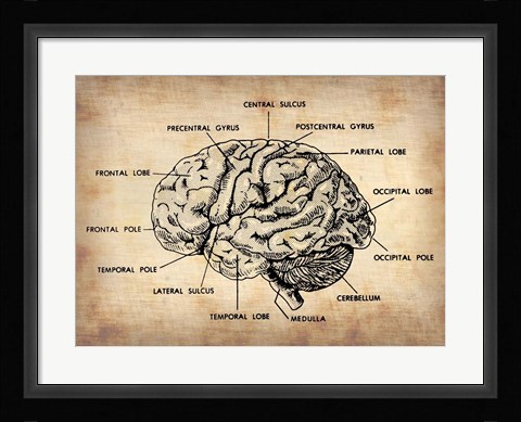 Framed Vintage Brain Map Anatomy Print