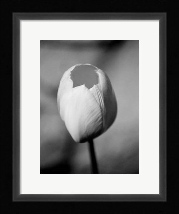 Framed Floral Portrait I Print