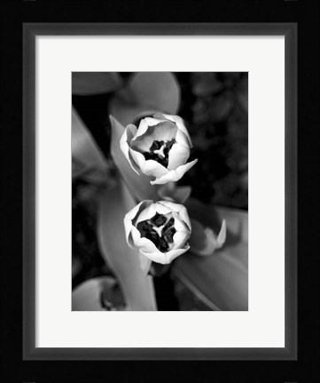 Framed Floral Portrait IV Print