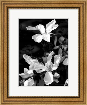Framed Floral Portrait VI Print