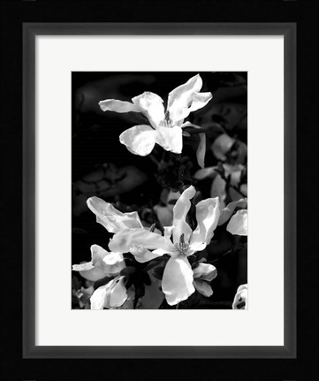 Framed Floral Portrait VI Print