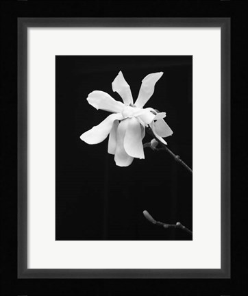 Framed Floral Portrait VII Print