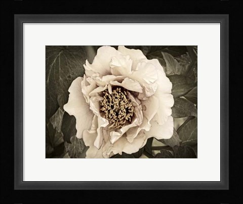 Framed Golden Era Peony II Print