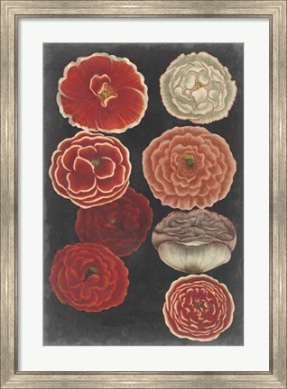 Framed Midnight Poppies Print