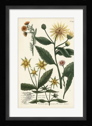 Framed Saffron Garden I Print