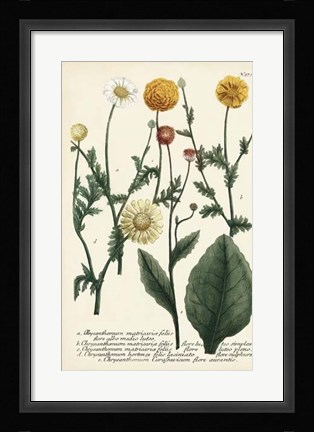 Framed Saffron Garden II Print