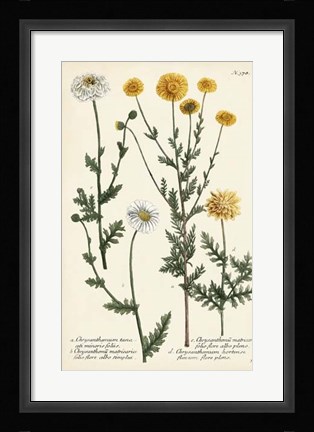 Framed Saffron Garden IV Print