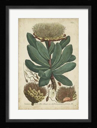 Framed Weinmann Foliage &amp; Fruit I Print