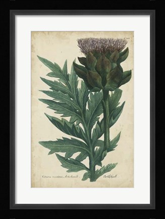 Framed Weinmann Foliage &amp; Fruit II Print