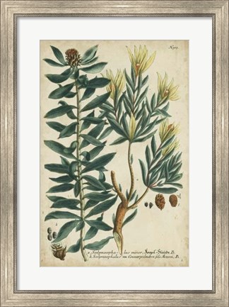 Framed Weinmann Foliage &amp; Fruit IV Print