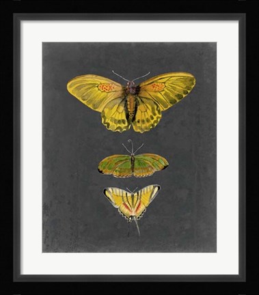 Framed Butterflies on Slate I Print