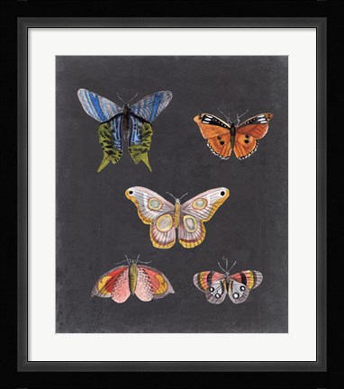 Framed Butterflies on Slate II Print