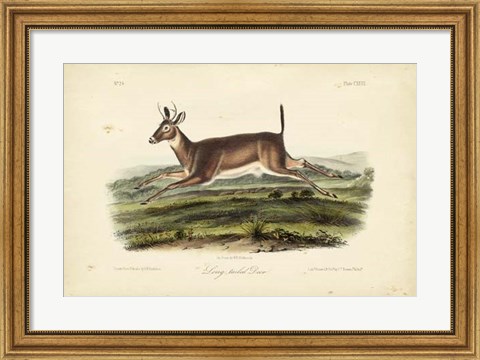 Framed Long-tailed Deer Print
