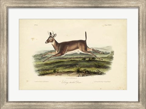Framed Long-tailed Deer Print