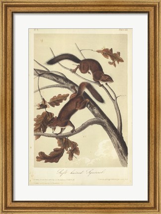 Framed Audubon Squirrel III Print