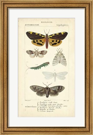 Framed Antique Butterfly Study I Print