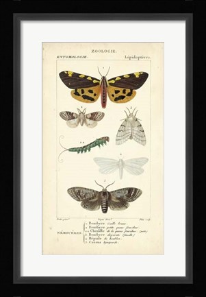 Framed Antique Butterfly Study I Print