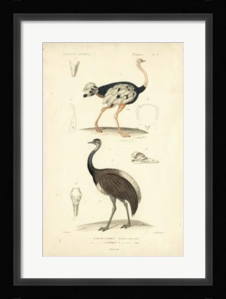 Framed Antique Ostrich Study Print