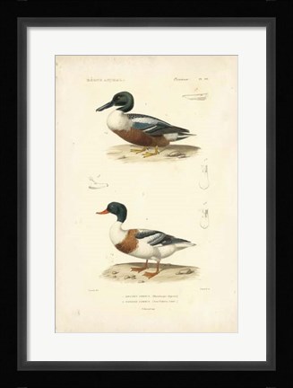 Framed Antique Duck Study II Print