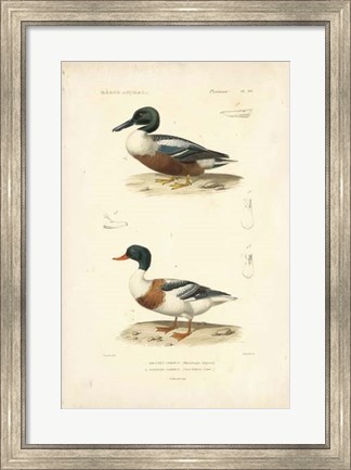 Framed Antique Duck Study II Print
