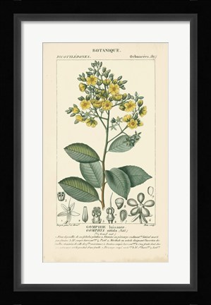 Framed Botanique Study in Yellow II Print