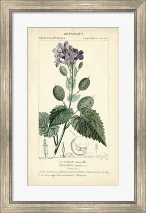 Framed Botanique Study in Lavender III Print