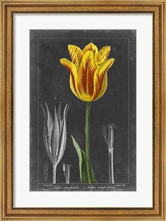 Framed Midnight Tulip V Print