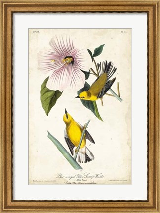 Framed Yellow Swamp Warbler Print