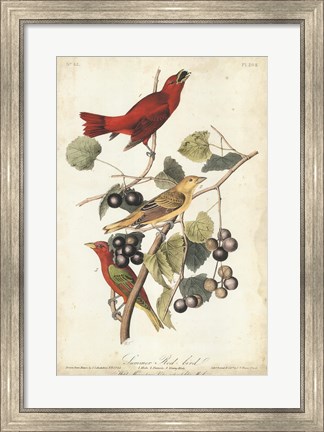 Framed Summer Red Bird Print