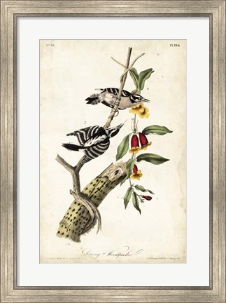 Framed Downy Woodpecker Print