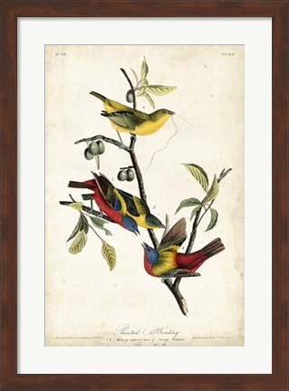 Framed Painted Bunting Print
