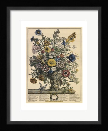 Framed November/Twelve Months of Flowers, 1730 Print