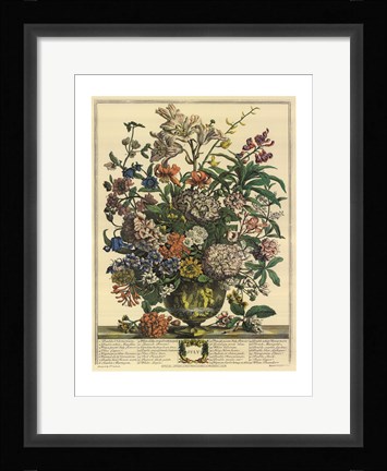 Framed July/Twelve Months of Flowers, 1732 Print