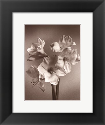 Framed Amaryllis Print