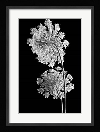 Framed Queen Anne Lace Print