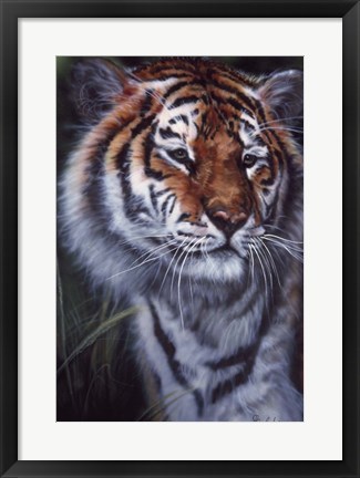Framed Tiger In The Midst Print