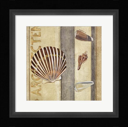 Framed Shell Collage II Print