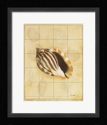 Framed Shell Grid II Print