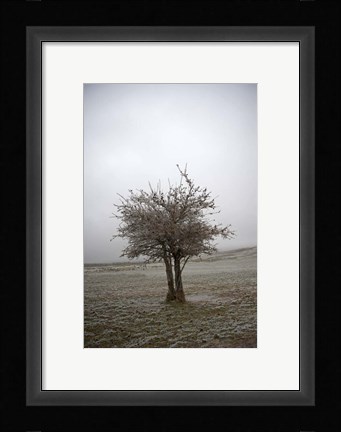 Framed Cedar Tree Print