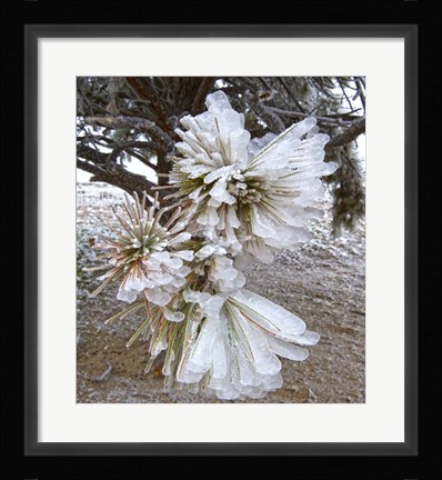 Framed Pine Needles and Ice Print
