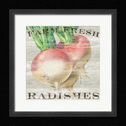 Framed Farm Fresh Radishes Print