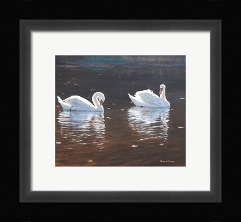 Framed Illustrious Swans Print