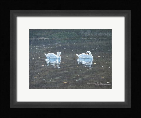 Framed Preening Swans Print