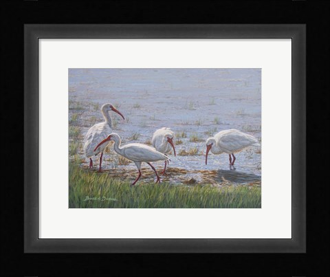 Framed Ibis Excursion Print