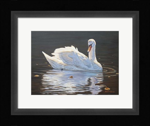 Framed Illuminated Swan Print