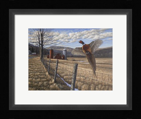 Framed Pheasant Print